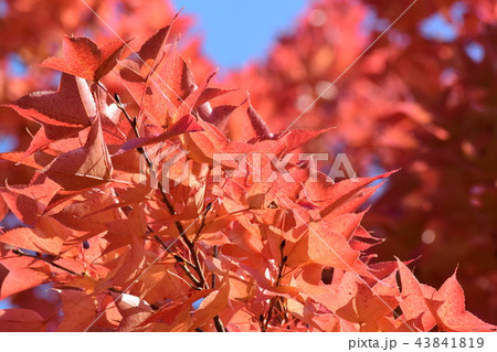 秋真っ盛りの紅葉 秋真っ盛りの紅葉 43841819