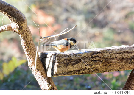 秋の野鳥 秋の野鳥 43841896