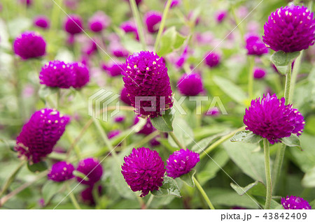 千日紅 千日紅 43842409