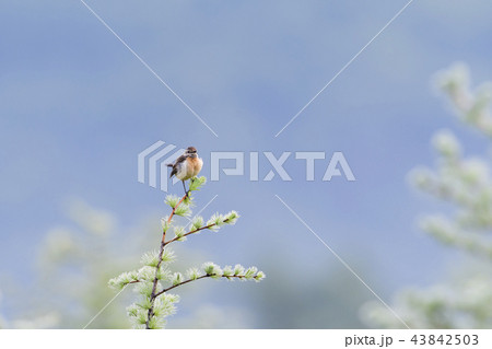 ノビタキ雌 43842503