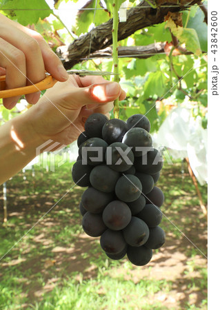 ぶどう狩り 巨峰 ぶどう狩り 巨峰 43842600