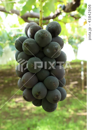 ぶどう狩り　巨峰 43842606