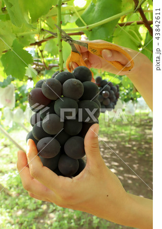 ぶどう狩り 巨峰 ぶどう狩り 巨峰 43842611