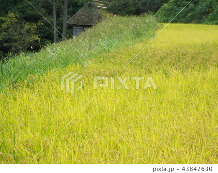 留守原の棚田 43842630