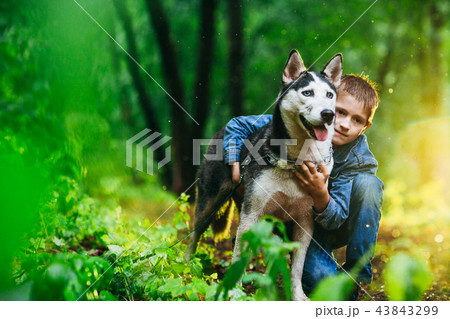 boy and his dog husky on the background of leaves 43843299