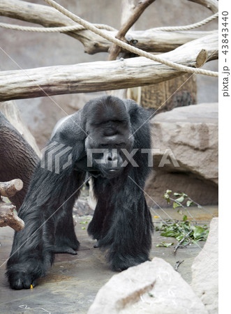 the male gorilla 43843440