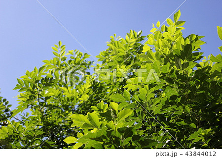 快晴の中のシマトネリコ 43844012