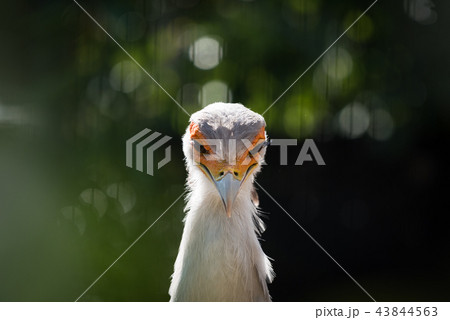 ヘビクイワシ 43844563