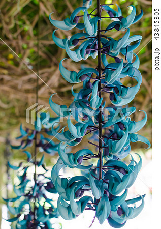 Jade Vine flower (Strongylodon macrobotrys) 43845305