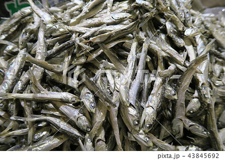 煮干 煮干 43845692