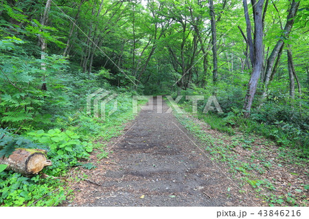 夏の谷川岳 湯桧曽川沿い(新道)を一ノ倉沢に向かって進む 43846216