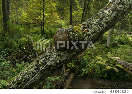 burl on the trunk of a tree burl on the trunk of a tree 43846329
