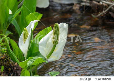 ミズバショウ 43846696