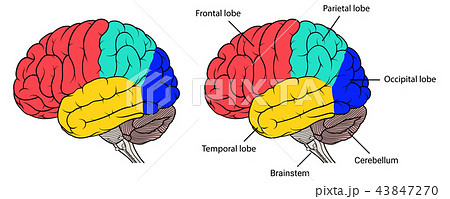 Sections of human brain anatomy side view flat 43847270