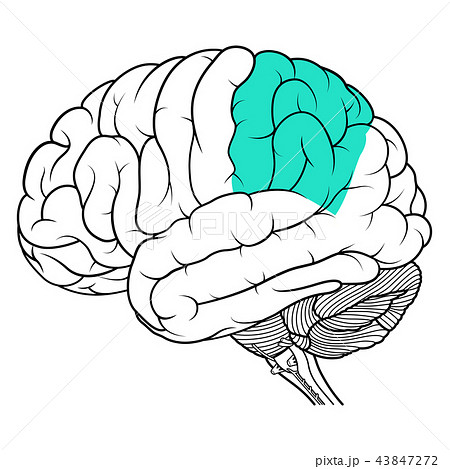 Parietal lobe of human brain side view flat 43847272
