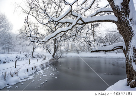 福島県郡山市民の憩いの場穴場人気スポット神秘的な真冬の香久池公園深々と降り積もる雪 福島県郡山市民の憩いの場穴場人気スポット神秘的な真冬の香久池公園深々と降り積もる雪 43847295