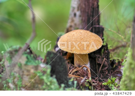 Mushroom moss growing on a stump in autumn forest Mushroom moss growing on a stump in autumn forest 43847429