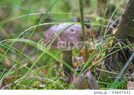 Beautiful mushroom on a background of moss Beautiful mushroom on a background of moss 43847431