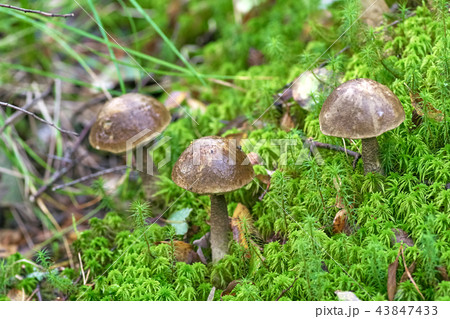 group of mushrooms grew among the grass group of mushrooms grew among the grass 43847433