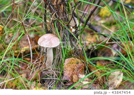 Beautiful mushroom on a background of mos Beautiful mushroom on a background of mos 43847454