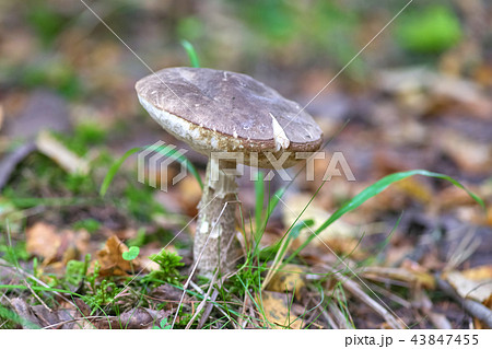Beautiful mushroom on a background of moss 43847455