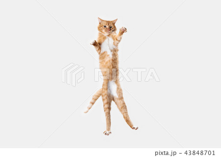 red cat on a white background 43848701