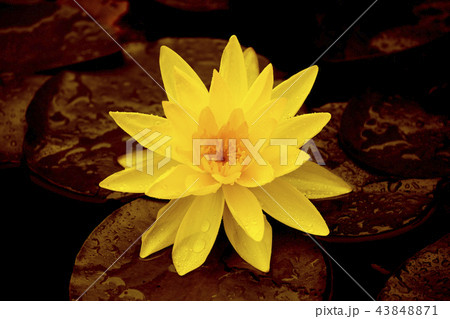 Lotus in the ecosystem. Lotus in the ecosystem. 43848871