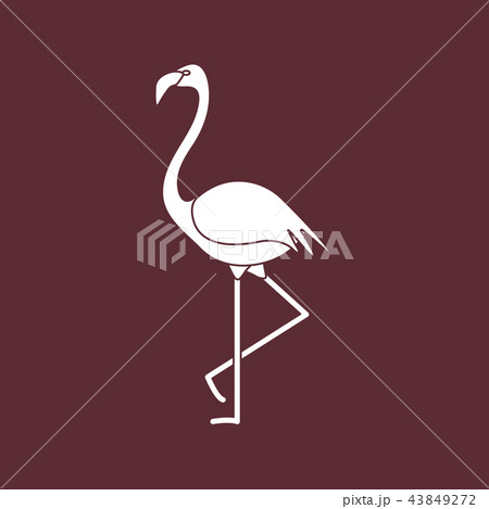Exotic tropical bird flamingo Exotic tropical bird flamingo 43849272