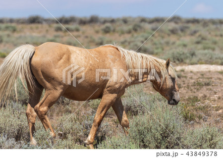 Beautiful Wild Horse 43849378