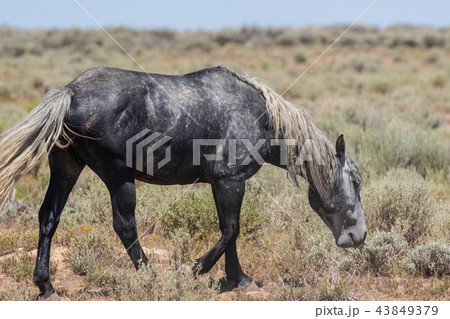 Beautiful Wild Horse 43849379