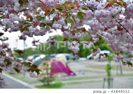 キャンプ場の桜（宮城県） 43849532