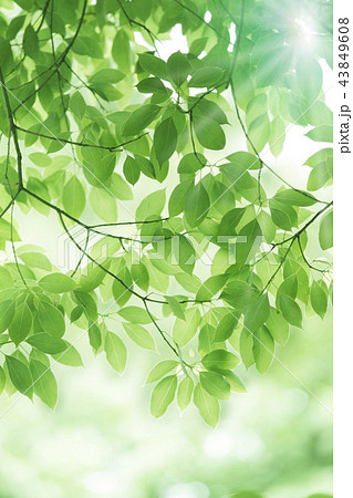 新緑の葉と木漏れ日の写真素材