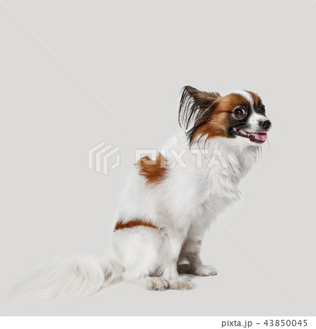 Studio portrait of a small yawning puppy Papillon Studio portrait of a small yawning puppy Papillon 43850045