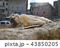 広場の猫（サン・フランチェスコ広場、イタリア・シエナ） 43850205