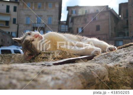 広場の猫(サン・フランチェスコ広場、イタリア・シエナ) 広場の猫(サン・フランチェスコ広場、イタリア・シエナ) 43850205