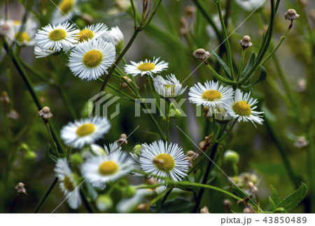 Flowers of a beautiful roman chamomile. Flowers of a beautiful roman chamomile. 43850489