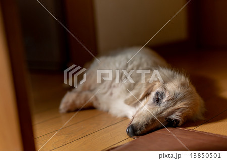 老犬ダックス 老犬ダックス 43850501