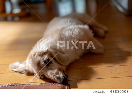 老犬ダックス 老犬ダックス 43850503