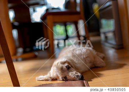 老犬ダックス 43850505