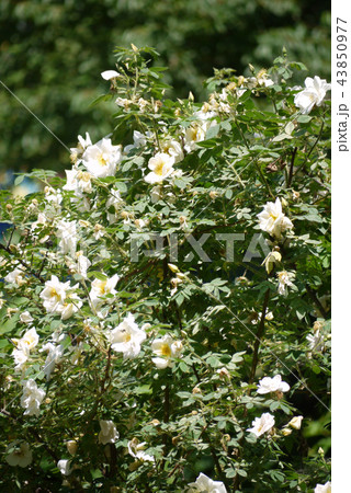 blooming white roses bush on a green background wi blooming white roses bush on a green background wi 43850977
