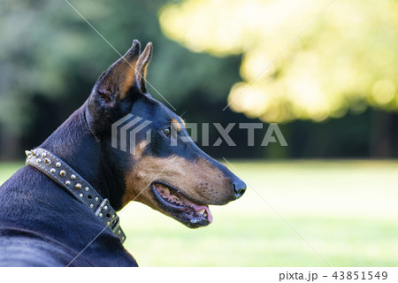 ドーベルマンの写真素材