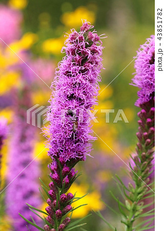 Garden flower Liatris spicata blooming Garden flower Liatris spicata blooming 43851782