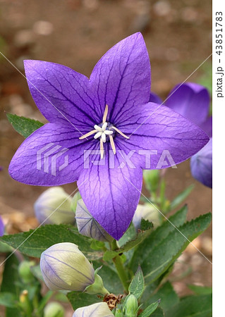 Bell flower Platycodon grandiflorus 43851783