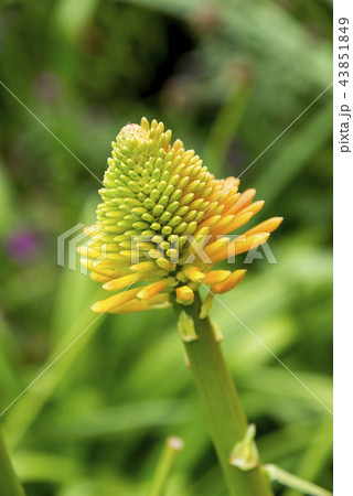 Kniphofia rooperi - Roopers red-hot poker 43851849