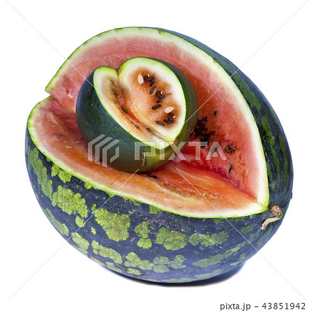 Two water-melons of various grades - big and dwarf 43851942
