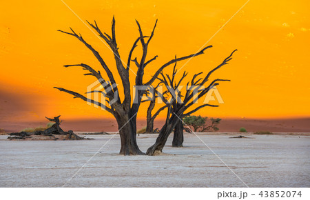 Dead Camelthorn Trees in Deadvlei, Sossusvlei, Nam 43852074