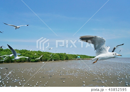 タイ王国サムットプラカーン県バンプー保養地での風景 43852595