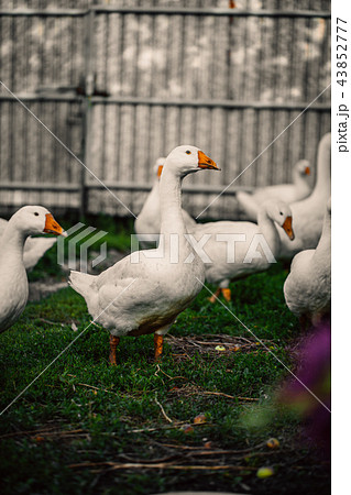 Geese in a village walk on the lawn 43852777