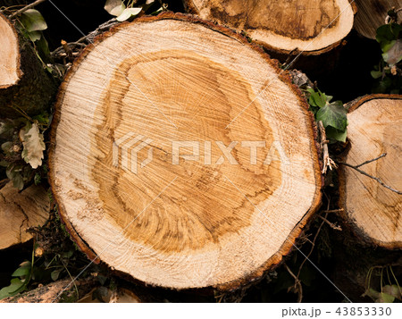 Cross section of a tree. Top view of tree rings 43853330