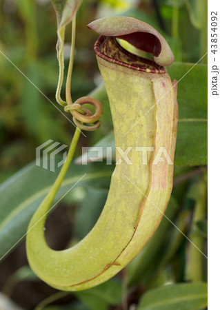 ウツボカズラ 43854092